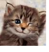 miaou